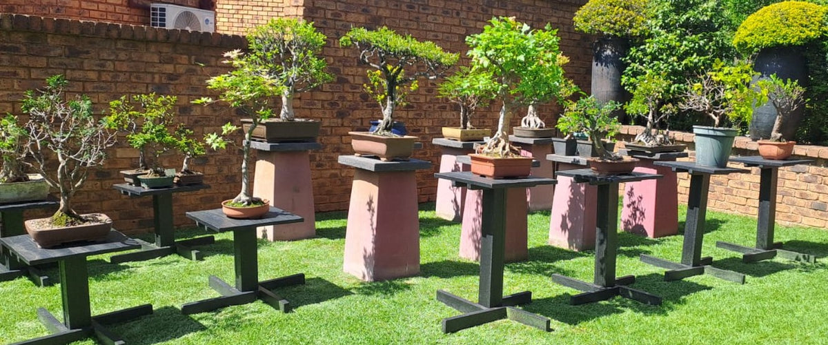 Bonsai Display Table