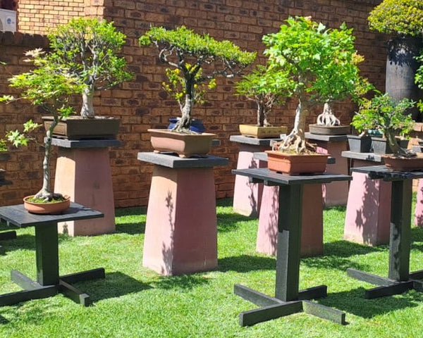 Bonsai Display Table