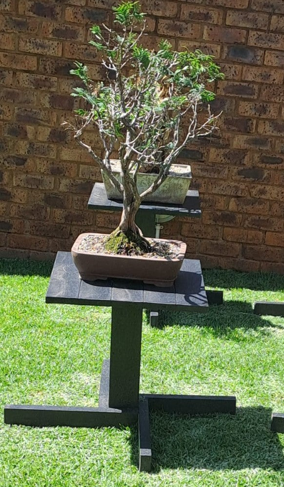 Bonsai Display Table