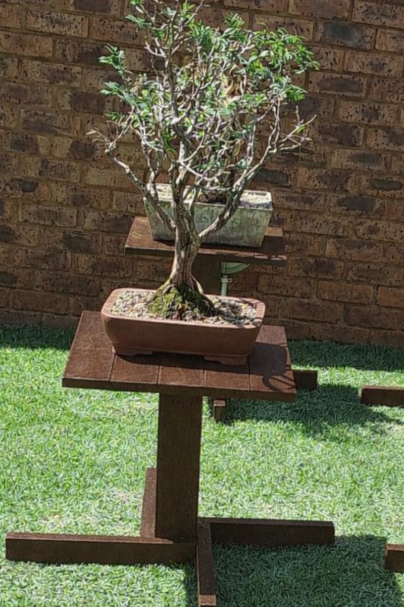 Bonsai Display Table